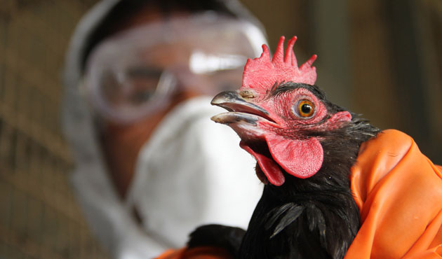 Хятадын Хунань мужид H5N1 төрлийн шувууны ханиад дэгджээ