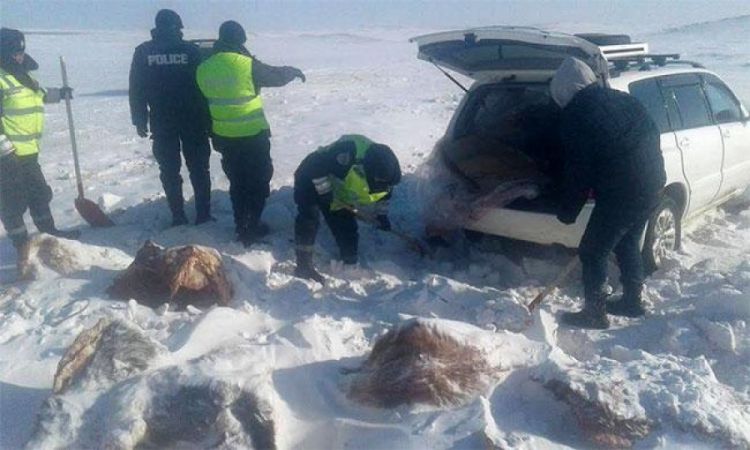 Бэлчээрт идээшлэж явсан хоёр үхрийг нядалсан этгээдийг илрүүлжээ