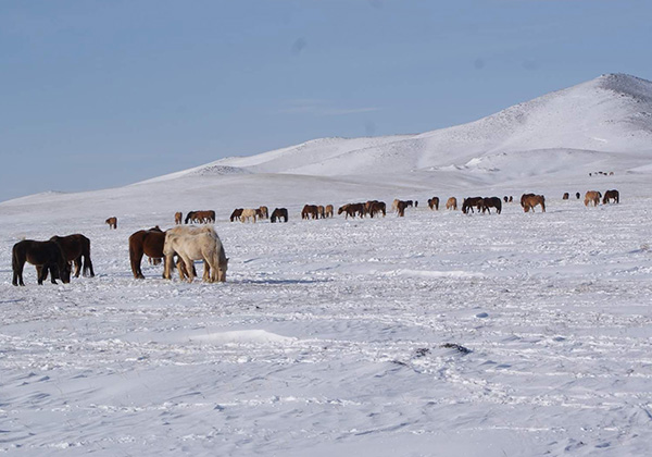 Монгол Улсын нийт бэлчээрийн 22.6 хувь нь буюу 25 сая га нь доройтжээ