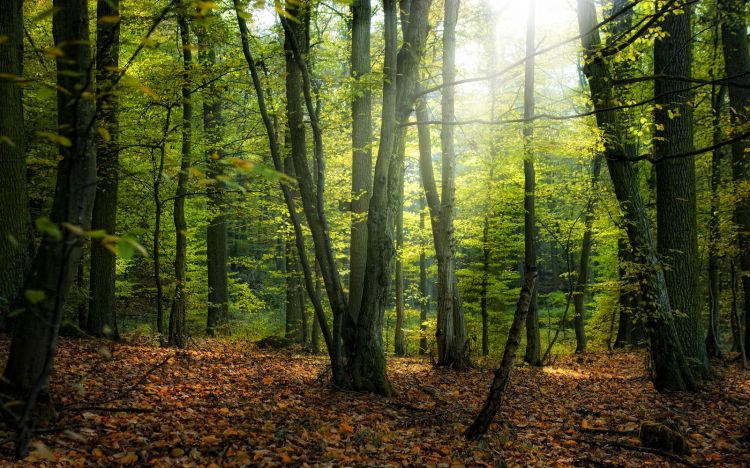 Нийслэлийн ойгоос 2019 онд бэлтгэх модны хэмжээг тогтоолоо