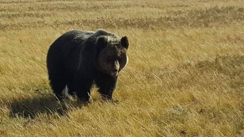 Завхан аймагт баавгай уулнаас бууж айлын адуу иджээ