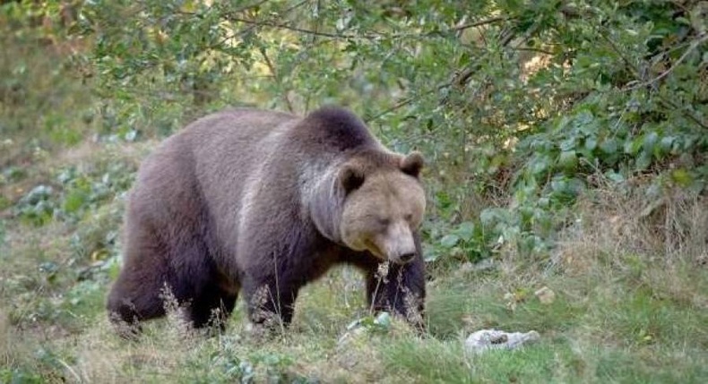 Малчны хот руу баавгай дайрчээ