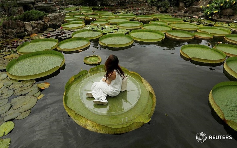 Усны лянхуа цэцгэн дээр суун зургаа авахуулж буй охин - Тайпей, Тайвань