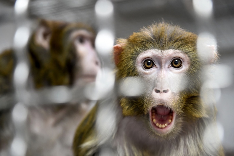 Эрдэмтэд хэт авианы долгионоор сармагчны тархийг удирдаж байна