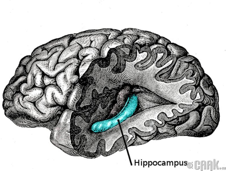 Тархины hippocampus зураг