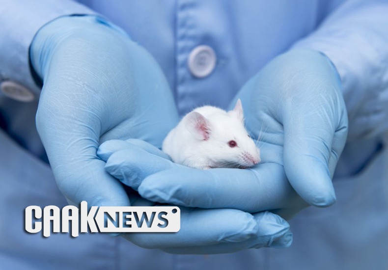 Эрдэмтэд санамсаргүй туршилтаар Паркиносоны өвчтэй хулганыг эмчилжээ