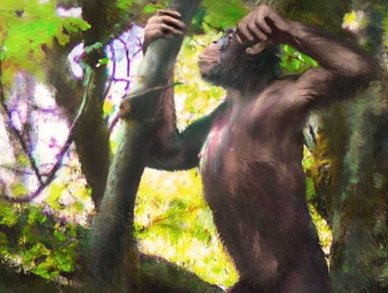 Хүн дүрст сармагчингууд 12 сая жилийн өмнө босоогоороо алхаж байсныг тогтоожээ