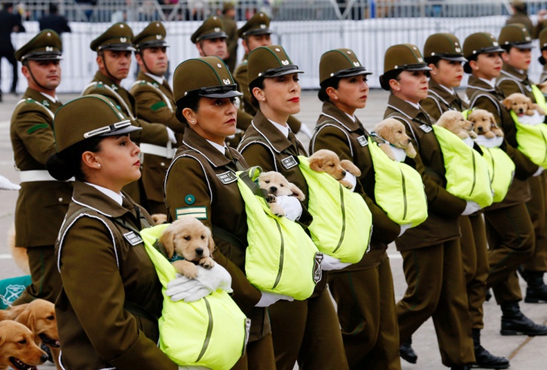 Цагдаа нар ирээдүйн албаны нохдыг тэврэн баярын жагсаалд оролцож байгаа нь  - Чили