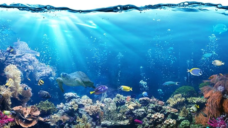 Уур амьсгалын өөрчлөлтөөс болоод далайн усны хүчилтөрөгчийн хэмжээ буурч байгааг анхаарууллаа